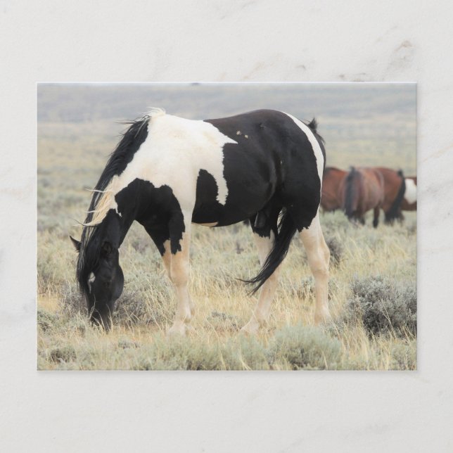 McCullough Peaks Wild Horses Postkarte (Vorderseite)