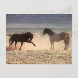 McCullough Peaks Wild Horses Postkarte
