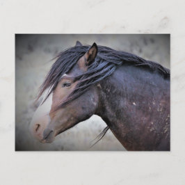 McCullough Peaks Wild Horses Postkarte