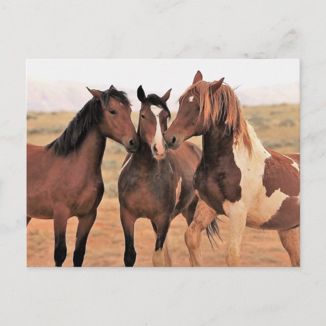 McCullough Peaks Wild Horses Postkarte (Vorderseite)
