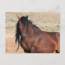 McCullough Peaks Wild Horses Postkarte