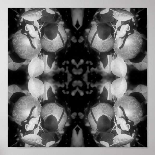 McIntosh Äpfel auf Baumschwarz und Weiß Abstrakt Poster (Vorne)
