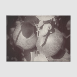 McIntosh Äpfel Schwarz-weiß Vintage Decoupage Seidenpapier