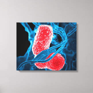 (MDR) Klebsiella pneumoniae abstrakte Kunstbiologi Leinwanddruck