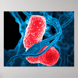 (MDR) Klebsiella pneumoniae abstrakte Kunstbiologi Poster