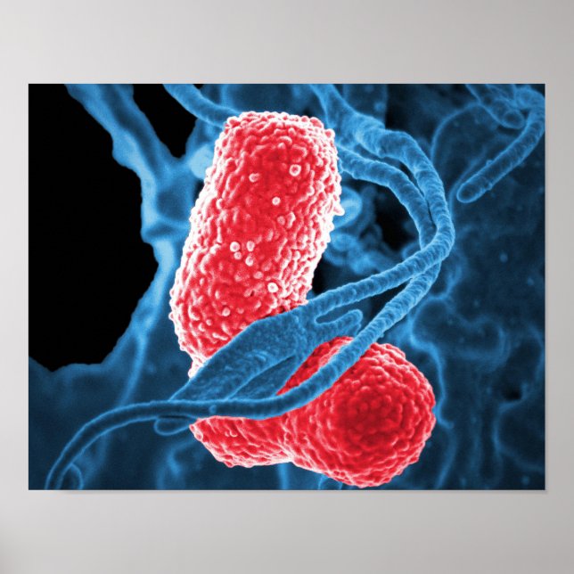 (MDR) Klebsiella pneumoniae abstrakte Kunstbiologi Poster (Vorne)