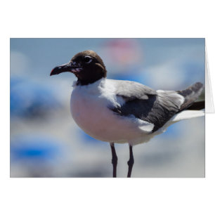 Me A Seagull Grußkarte