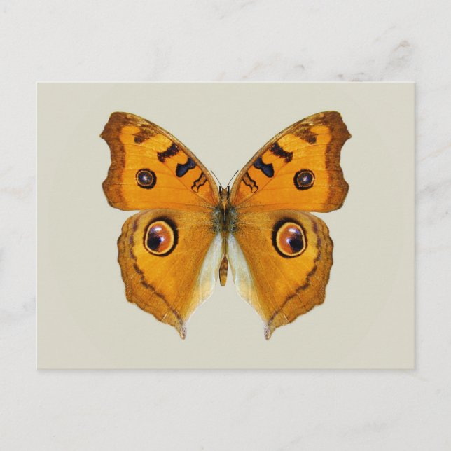 Meadow Argus Butterfly Postkarte (Vorderseite)