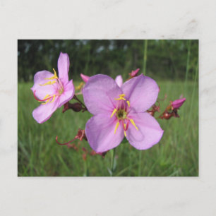 Meadow Beauty Postcard Postkarte