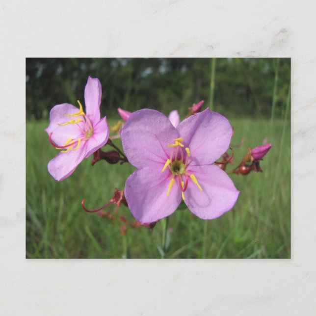 Meadow Beauty Postcard Postkarte (Vorderseite)