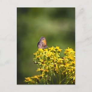 Meadow Brown Butterfly auf Ragkraut-Blume Postkarte