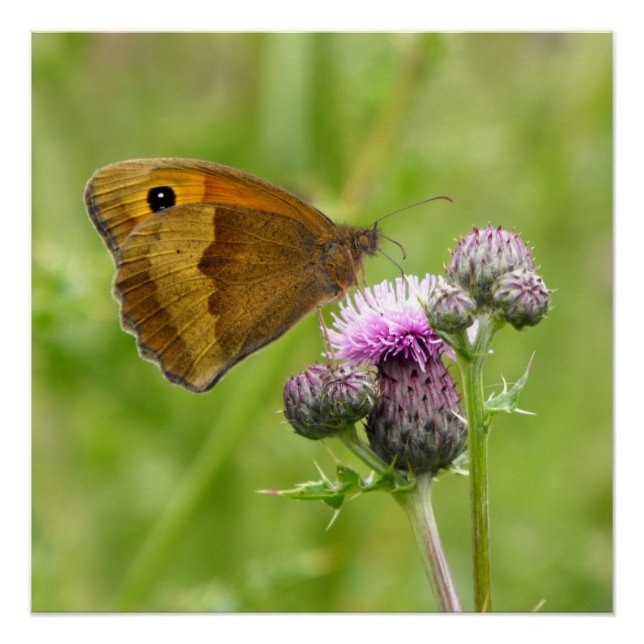 Meadow Brown Butterfly Poster (Vorderseite)