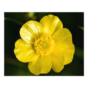 Meadow Buttercup Fotodruck