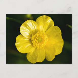 Meadow Buttercup Postkarte