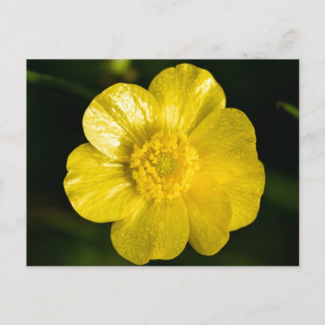 Meadow Buttercup Postkarte (Vorderseite)