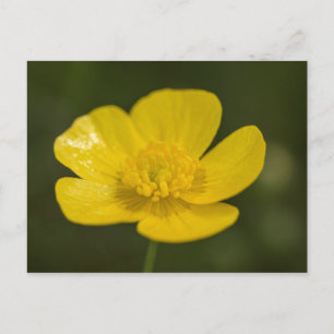 Meadow Buttercup Postkarte