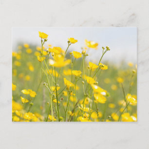 Meadow Buttercups Postkarte