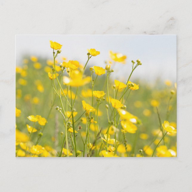 Meadow Buttercups Postkarte (Vorderseite)