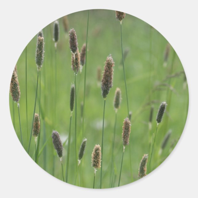 Meadow Foxtails Runder Aufkleber (Vorderseite)