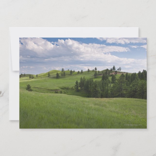 Meadow in Custer Staat Park (Vorderseite)