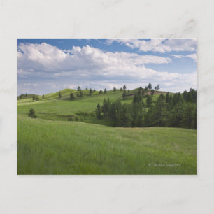 Meadow in Custer Staat Park Postkarte