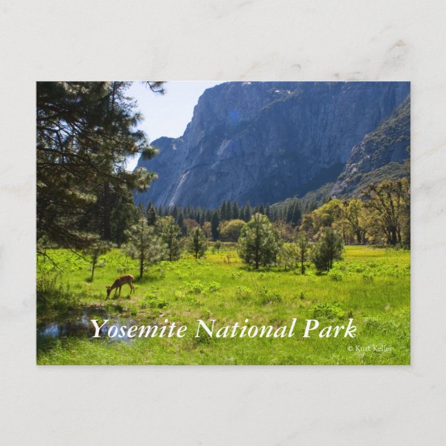 Meadow in Yosemite Postcard Postkarte (Vorderseite)