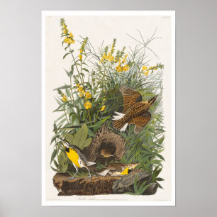Meadow Lark von Audubon Poster