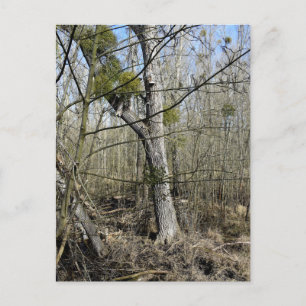 Meadowiner Postkarte