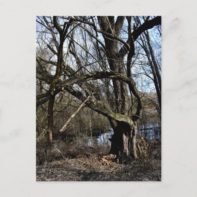 Meadowiner Postkarte (Vorderseite)