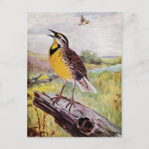Meadowlark an einer Zweigstelle Postkarte