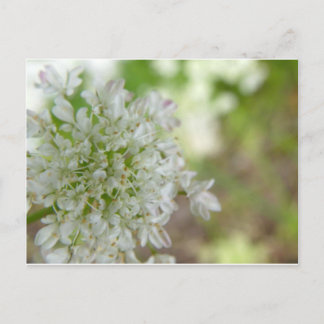Meadowsweet Postkarte