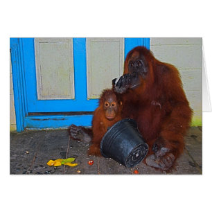 Mealtime mit Mama-Orang-Utan