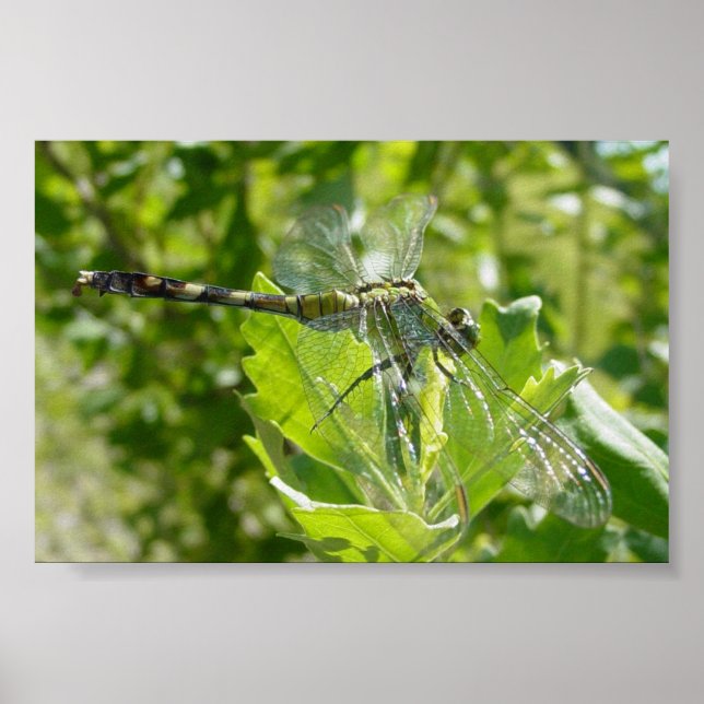 Mebourne Dragonfly Poster (Vorne)