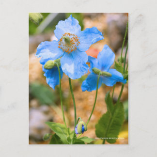 Meconopsis betonicifolia [Postcard] ポストカード Postkarte
