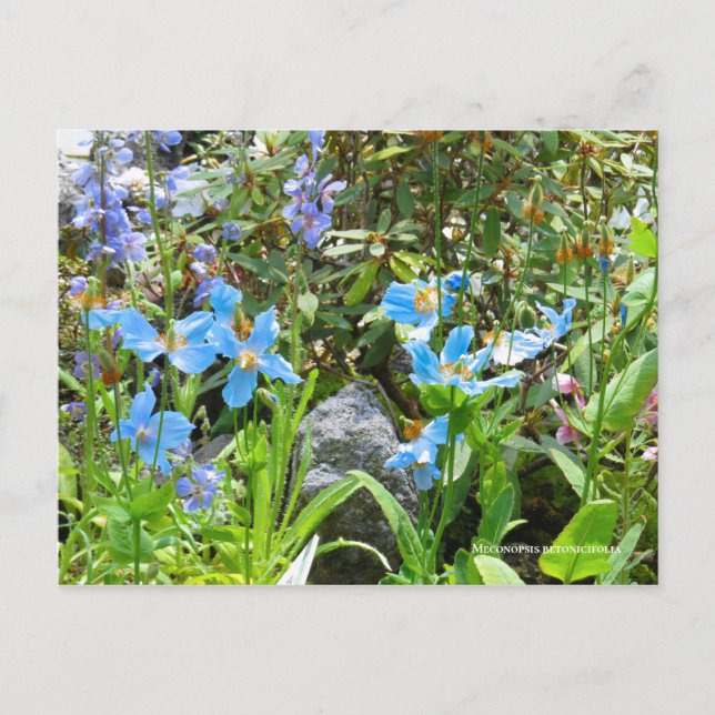 Meconopsis betonicifolia Postcard ポ ス ト ド Postkarte (Vorderseite)