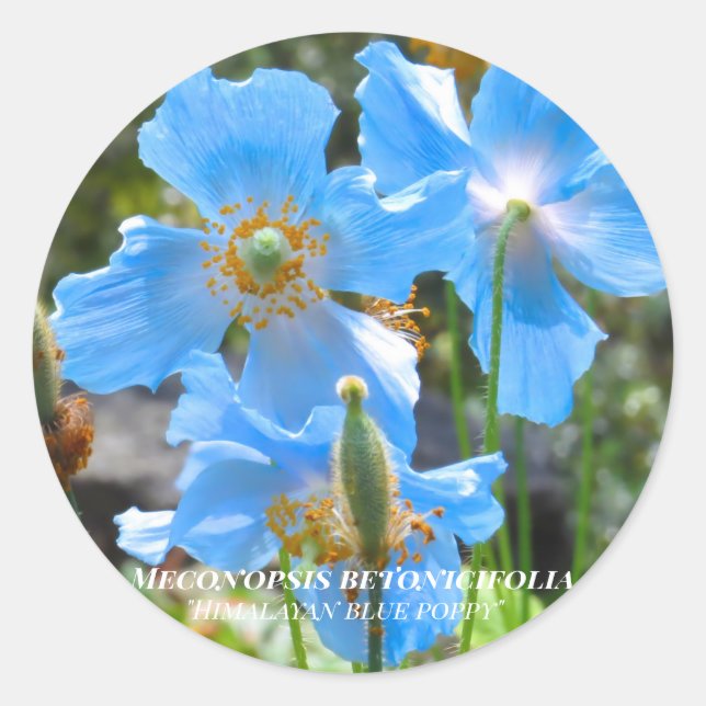 Meconopsis betonicifolia [Round Seal] ラウンドシール Runder Aufkleber (Vorderseite)