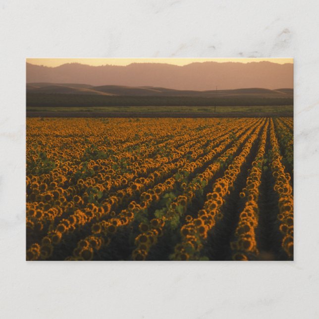 MeddockFoto_PostCard_Art Postkarte (Vorderseite)