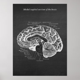 Medial Sagittal Section of the Brain Print No. 2 Poster