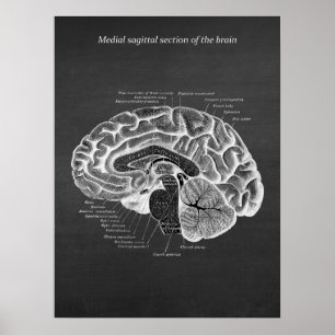 Medial Sagittal Section of the Brain Print No. 2 Poster