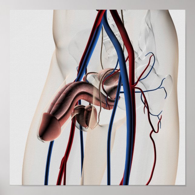 Medical Illustration: Male Reproductive System 4 Poster (Vorne)