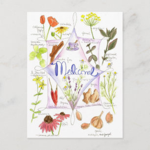 Medicinal Herb Echinacea Knolic Poppy Postkarte