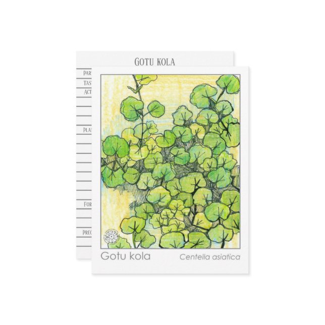 Medicinal Herb Gotu Kola Pflanze Herbal Study Card Postkarte (Vorderseite/Rückseite Beispiel)