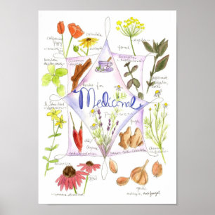 Medicinal Herb Knolic Echinacea Ginger Poster