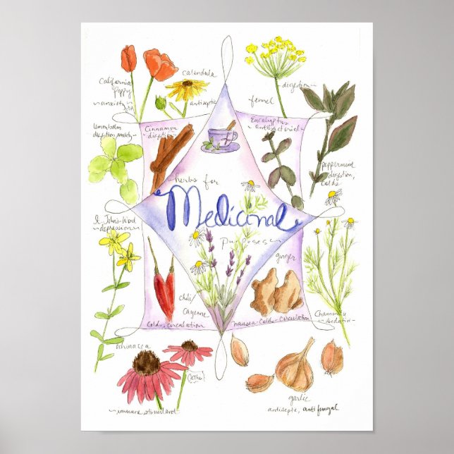 Medicinal Herb Knolic Echinacea Ginger Poster (Vorne)