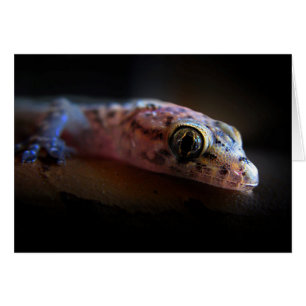Mediteran Gecko Lizard
