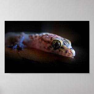 Mediteran Gecko Lizard Poster