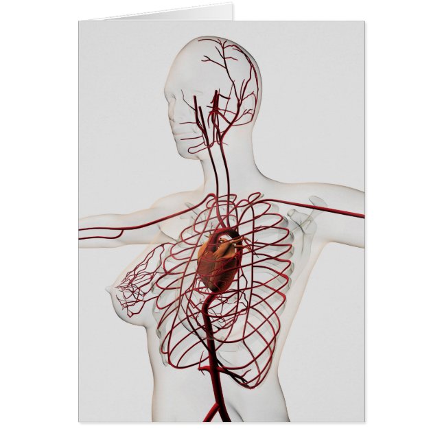 Medizinische Darstellung des weiblichen Kreislaufs (Vorne)