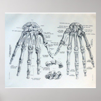 Medizinische Illustration der Handknochen Poster