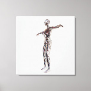 Medizinische Illustration der weiblichen Arterien, Leinwanddruck
