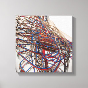 Medizinische Illustration der weiblichen Leinwanddruck